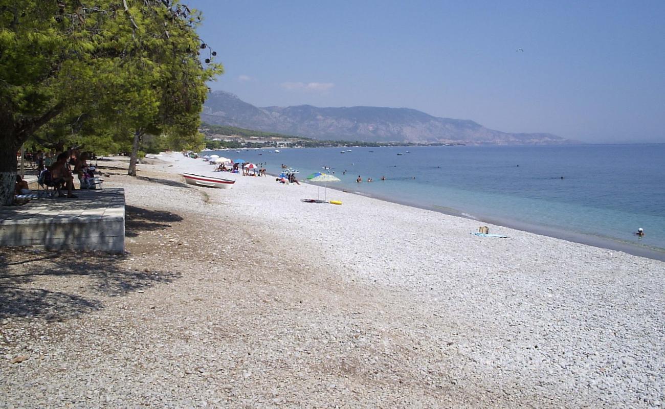 Photo of Pine trees beach with gray fine pebble surface