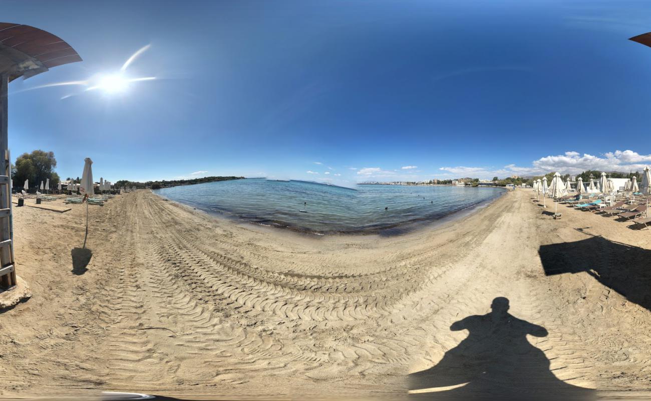 Photo of Astera with brown sand surface