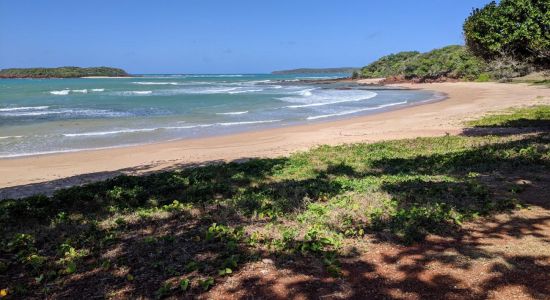 Shady Beach