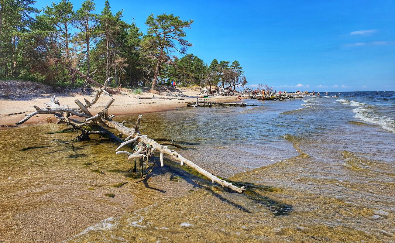 Photo of Kolkasrags beach with bright sand surface