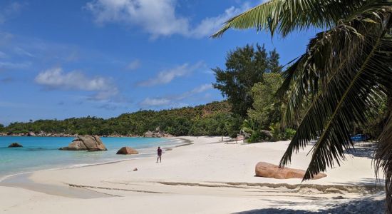 Anse Marie Louise Beach