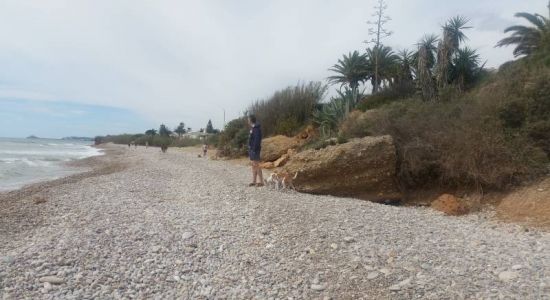 Canina D'Aiguaoliva