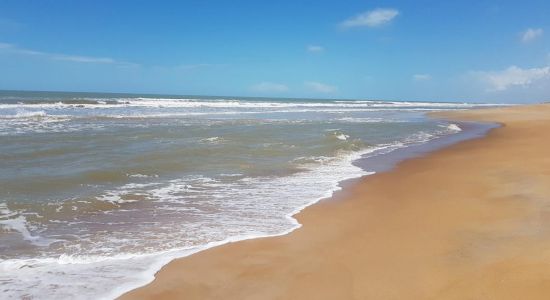 Beach Forest