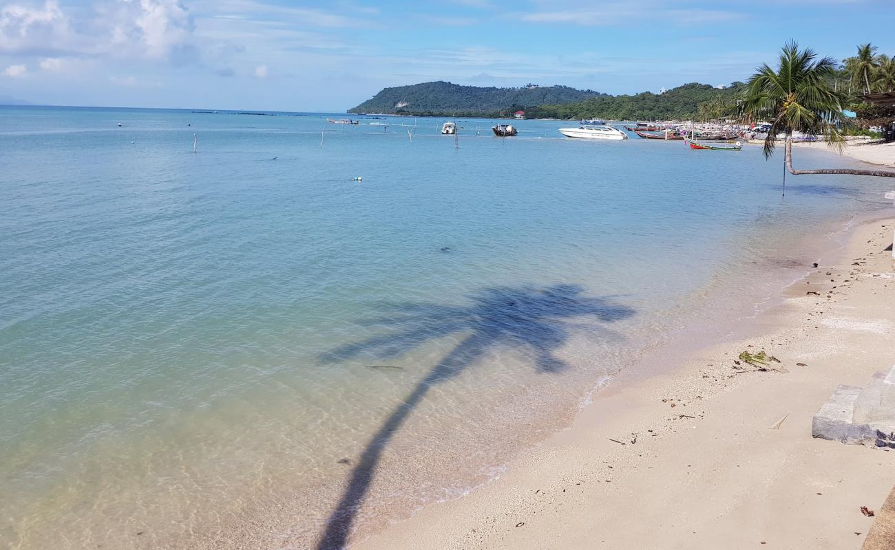 Photo of Coconut Tree with bright sand surface