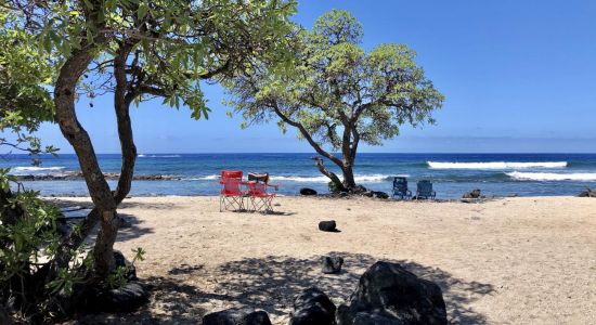 Pine Trees Beach