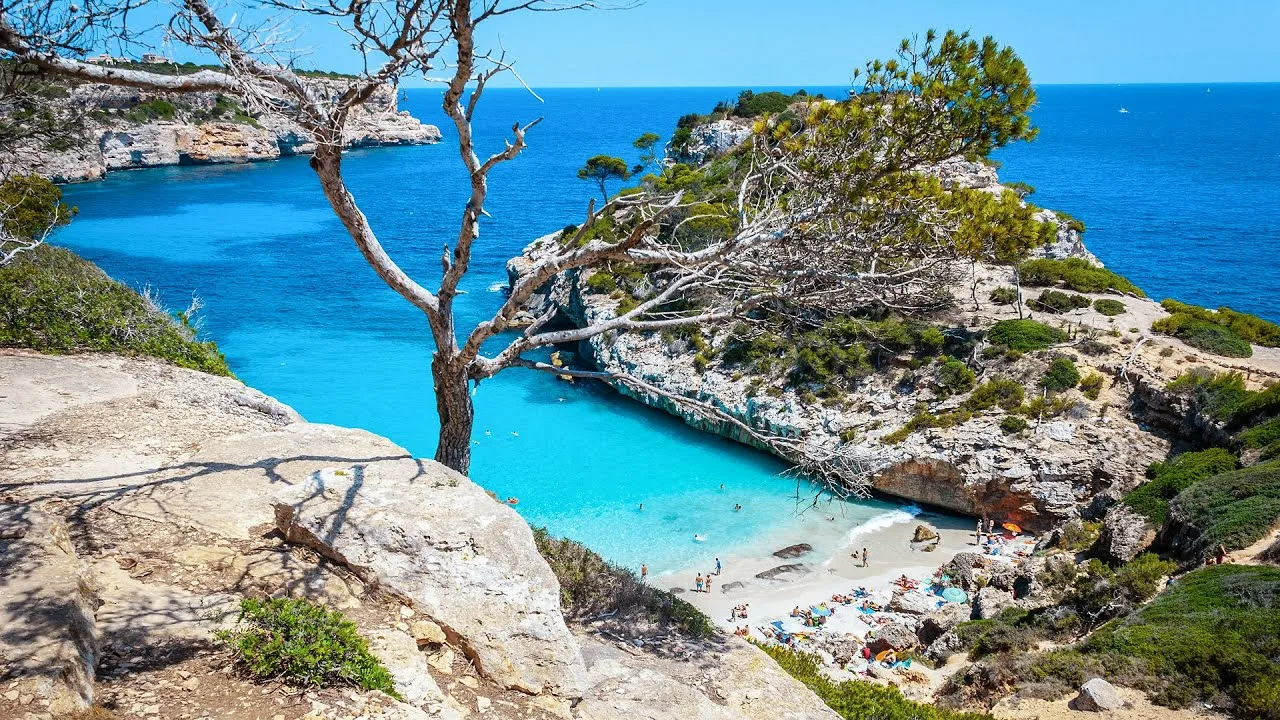 Tree against the sea