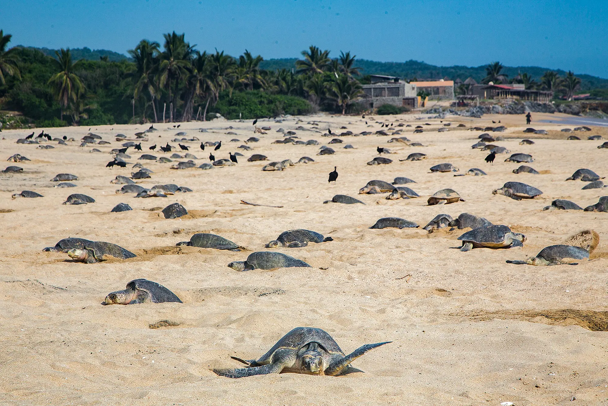 Mounda Beach with long sandy shore and turtle nests, beach with umbrellas and café.